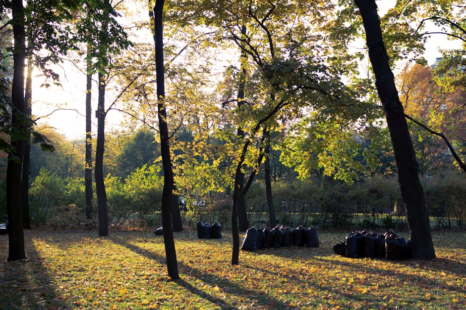 A park scene during late afternoon or early evening shows tall, slender trees with dark trunks and yellow-green leaves, casting long shadows across a grassy area covered in fallen leaves. In the backg